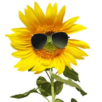 Eine Sonnenblume mit Sonnenbrille.