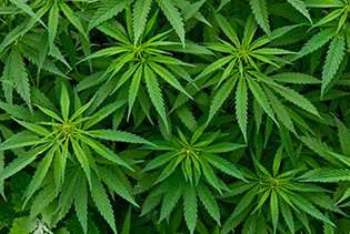 Cannabisblüten 