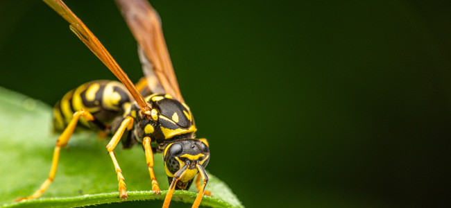 Wespe sitzt auf einem Blatt.